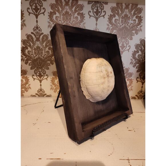 Eastern Box Turtle Fossil Shell in Rustic Wood Frame - Unique Wall Art Home Deco - Picture 3 of 5